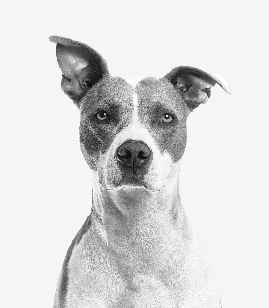 A dog