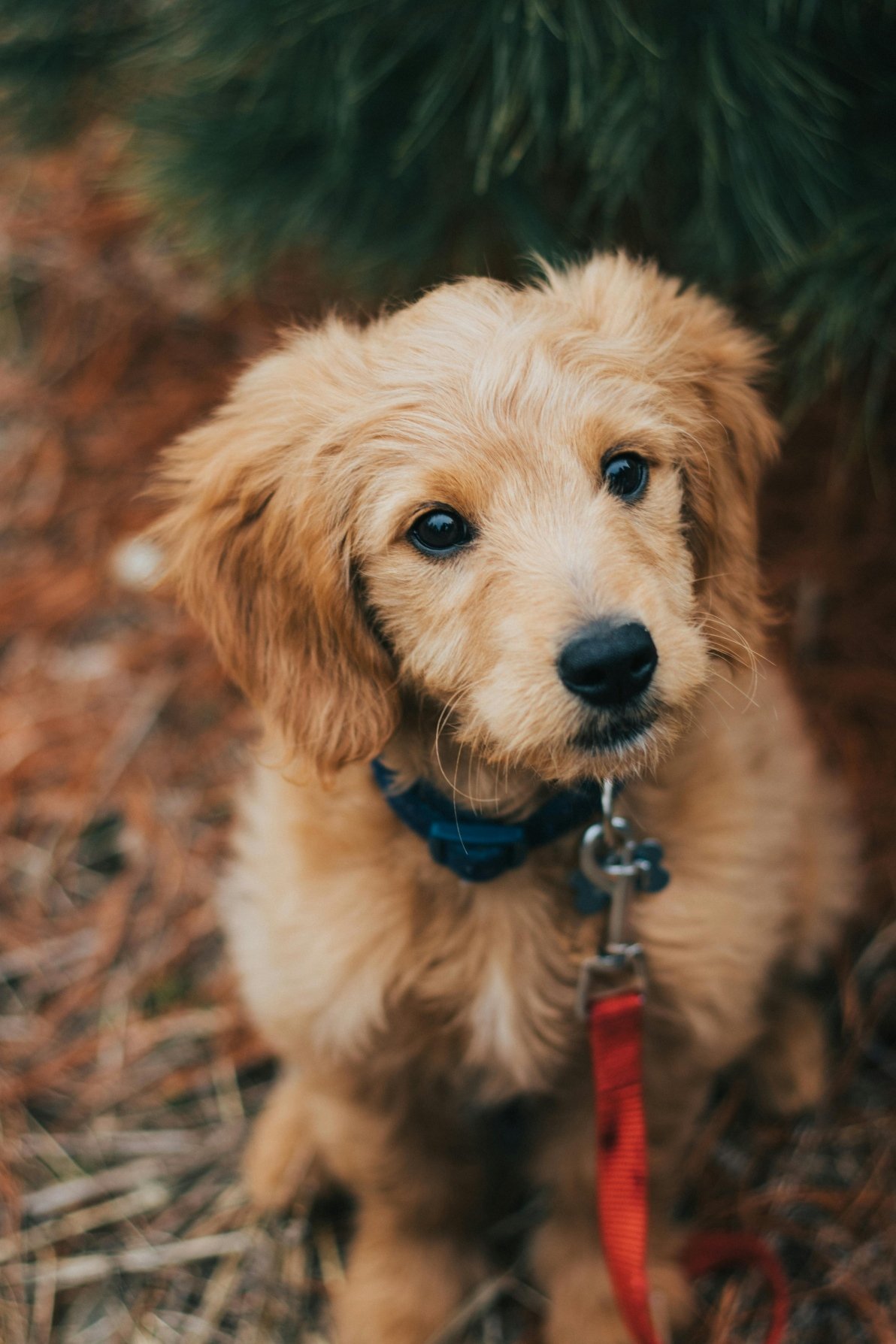 A dog