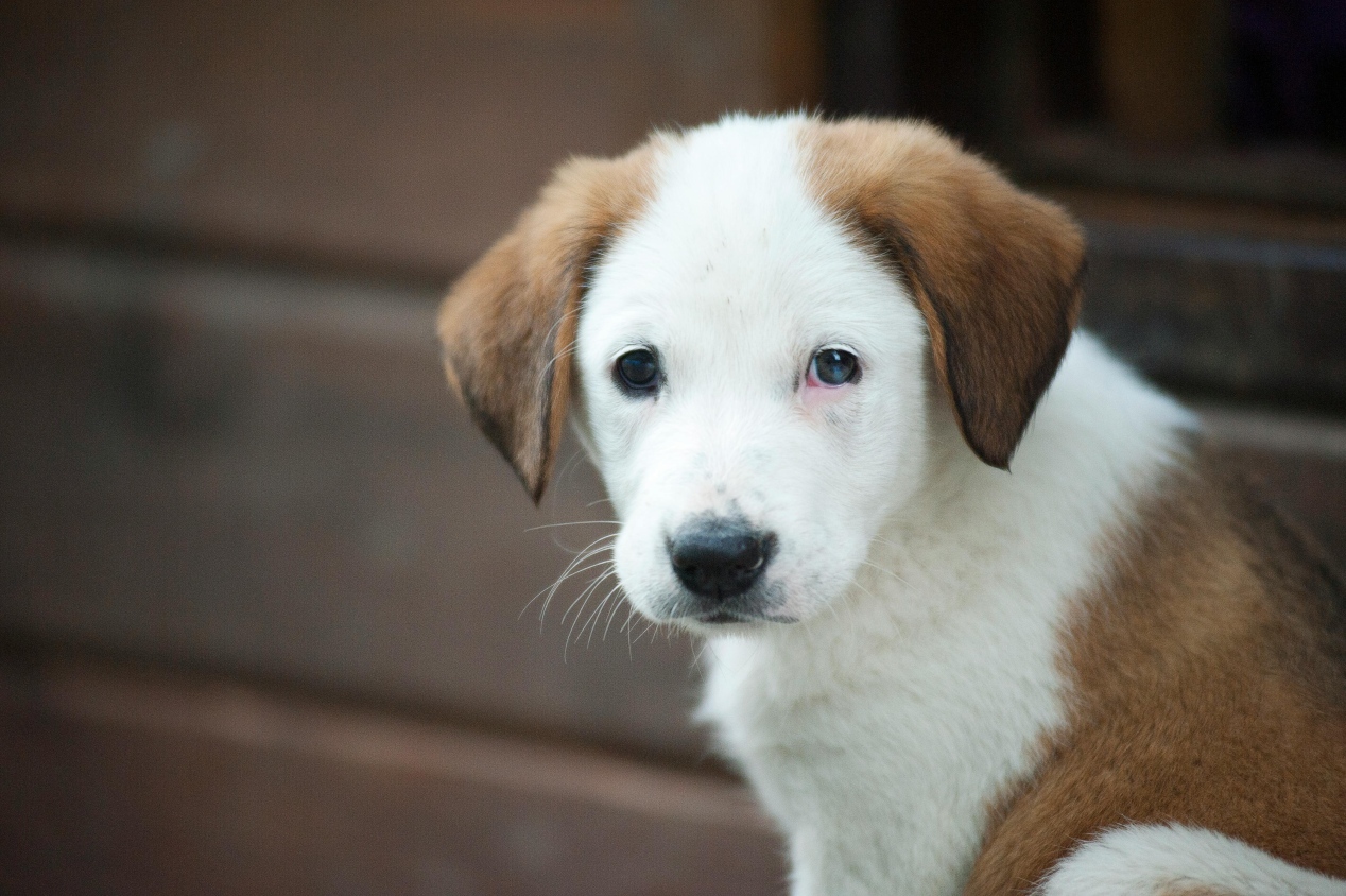 perrito azul