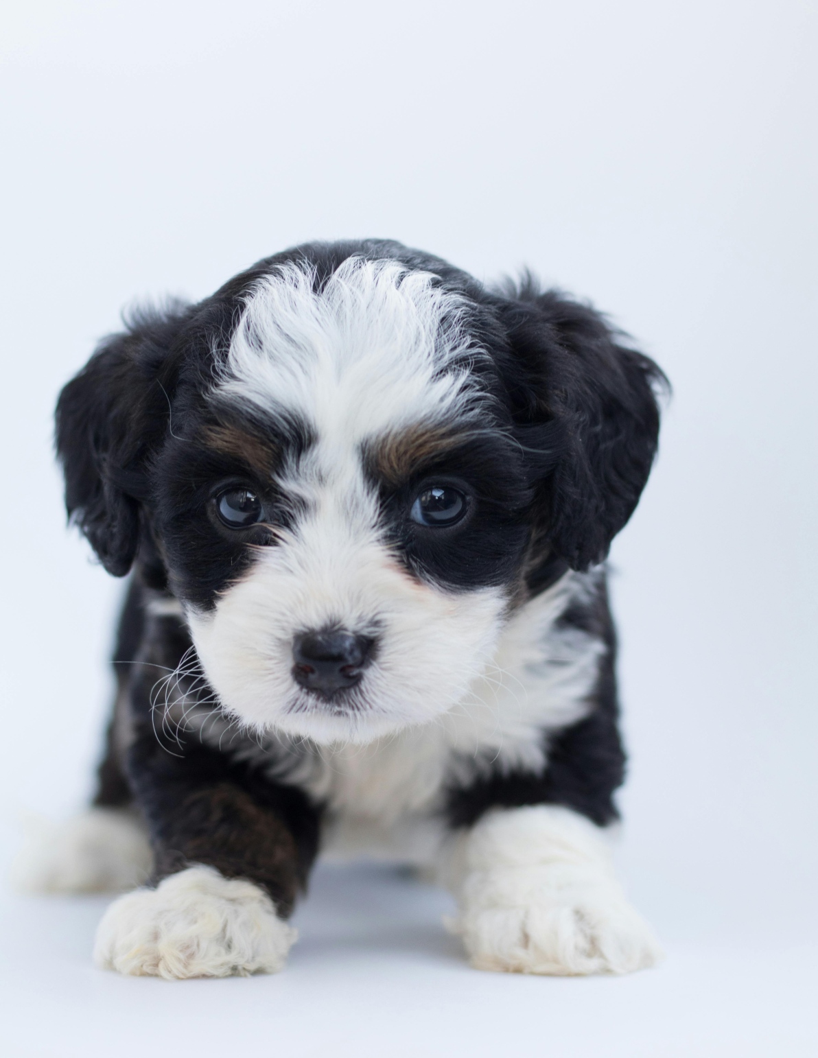 perrito rayas